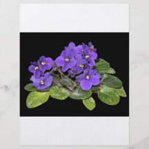 African violet flyer