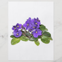 African violet flyer