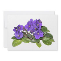 African violet