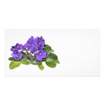 African violet