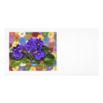 African violet photo cards