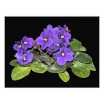 African violet