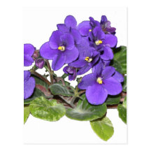 African violet post card