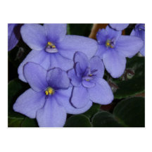 African violet post cards