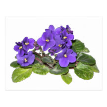 African violet post cards