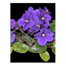 African violet postcard