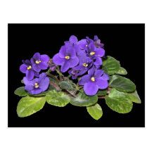 African violet postcard