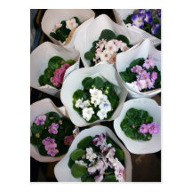 African violet postcards