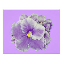 African Violet Purple Announcements