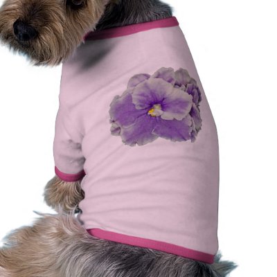African Violet Purple by kphotos