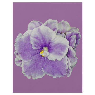 African Violet Purple by kphotos