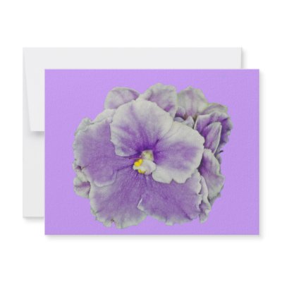African Violet Purple by kphotos