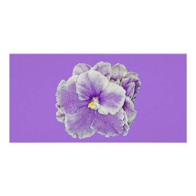 African Violet Purple by kphotos