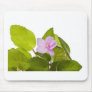 african violet - saintpaulia ionantha