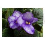 African Violets Cards