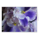African Violets Card