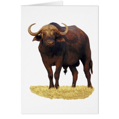 African Water Buffalo Greeting Card by DODGERFL
