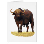 African Water Buffalo cards