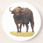African Water Buffalo Coaster