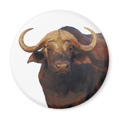 African Water Buffalo Refrigerator Magnets by DODGERFL