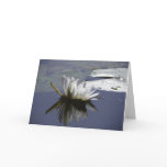 African Water Lily Birthday Greeting Card