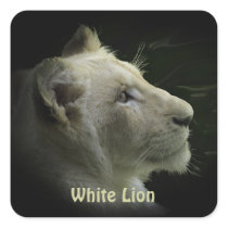 African White Lion Big Cat Wildlife Stickers