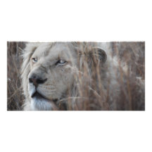 African white lion resting photo cards
