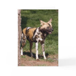 african-wild-dog-001