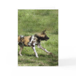 african-wild-dog-004