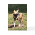 african-wild-dog-005
