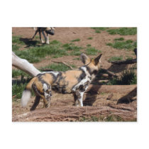 african-wild-dog-007