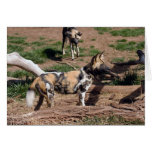 African Wild Dog 008 Card