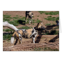 African Wild Dog 008 Card