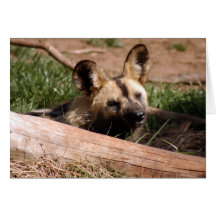 African Wild Dog 012 Card