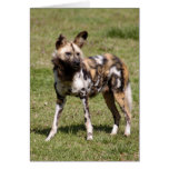 african-wild-dog-015