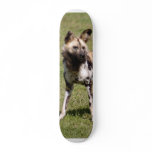 African Wild Dog 015 Skateboard