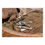 African Wild Dog 017 Card