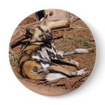 african-wild-dog-018