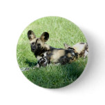 african wild dog_10x10