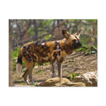 African Wild Dog  1932