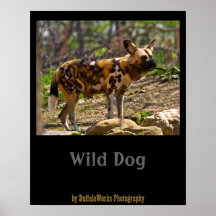 African Wild Dog  1932 Posters