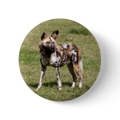 African Wild Dog Button by LaWannaMitchell