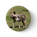 African Wild Dog Button