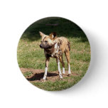 African Wild Dog Button