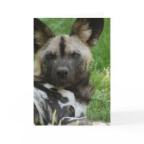 African Wild Dog Greeting Card