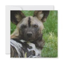 African Wild Dog  Invitations