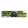 African Wild Dog Photo Bumper Sticker