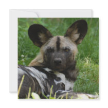 African Wild Dog Photo Invitations