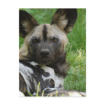 African Wild Dog Postcard