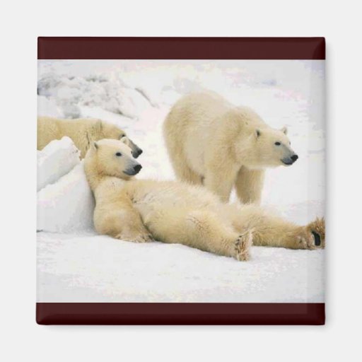 After Dinner Bear Refrigerator Magnet